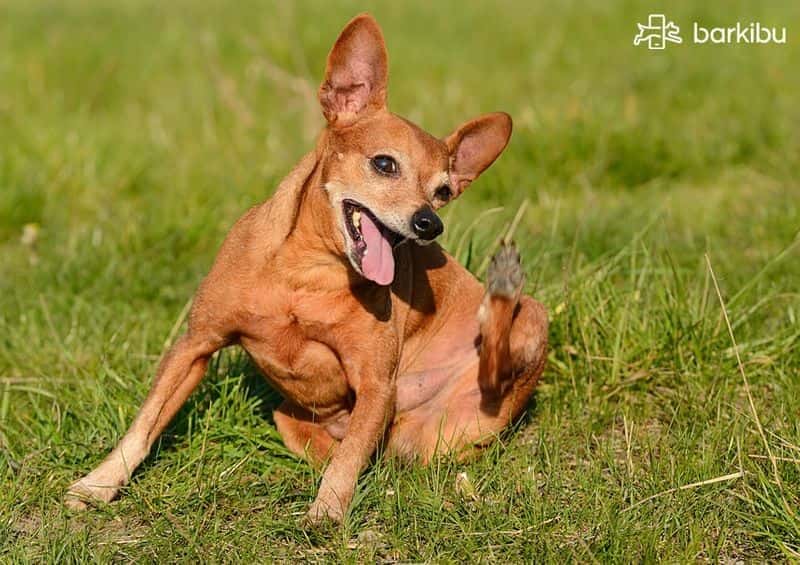 medicamento para inchaço em cães